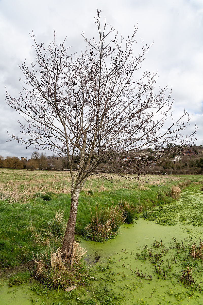 寻找春天的气息：小学生作文