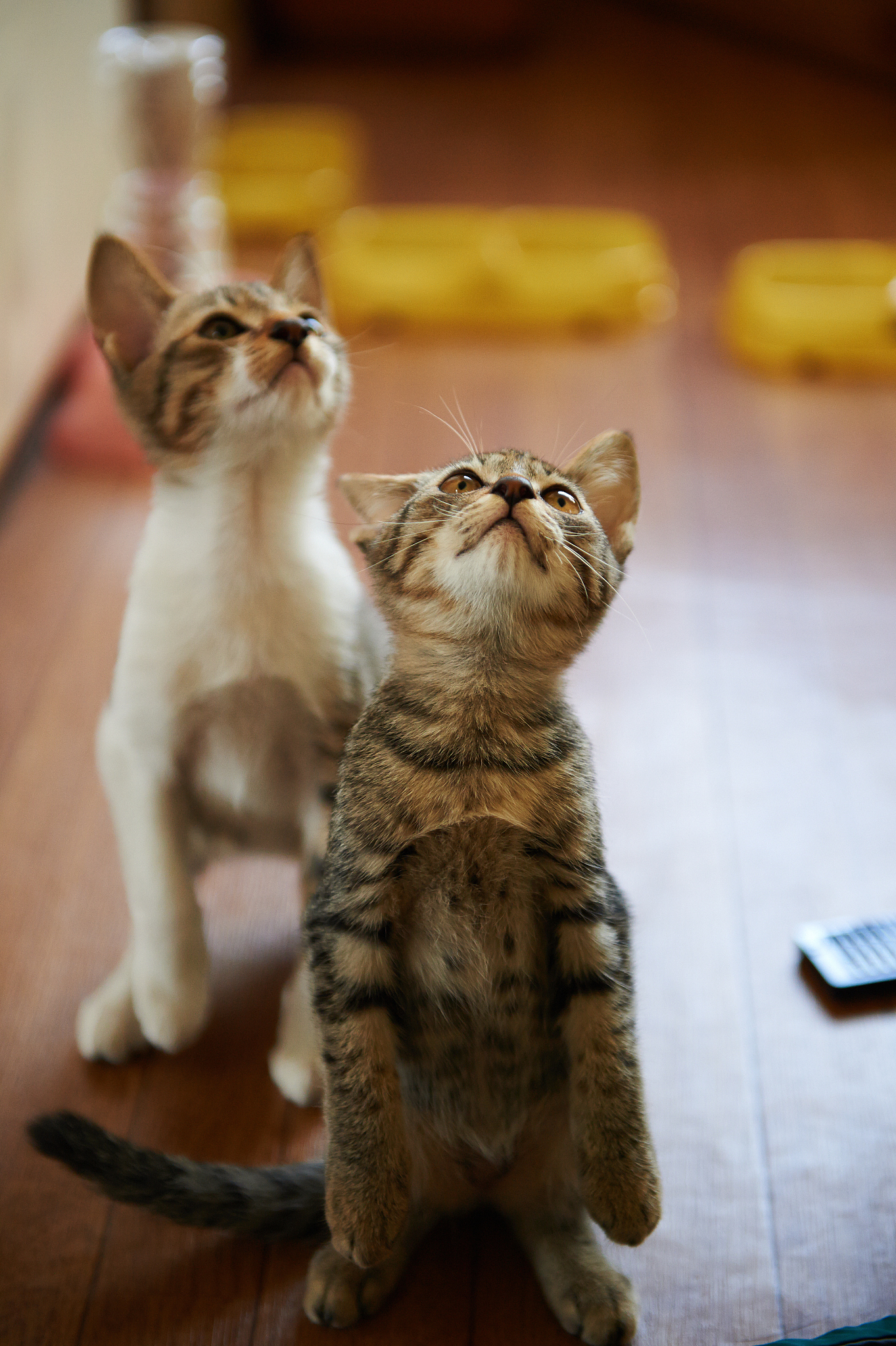 猫叫声：'喵喵喵' 的含义和解读