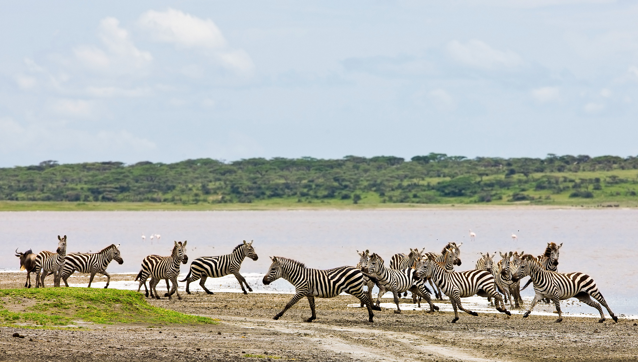 zebras in the serengeti