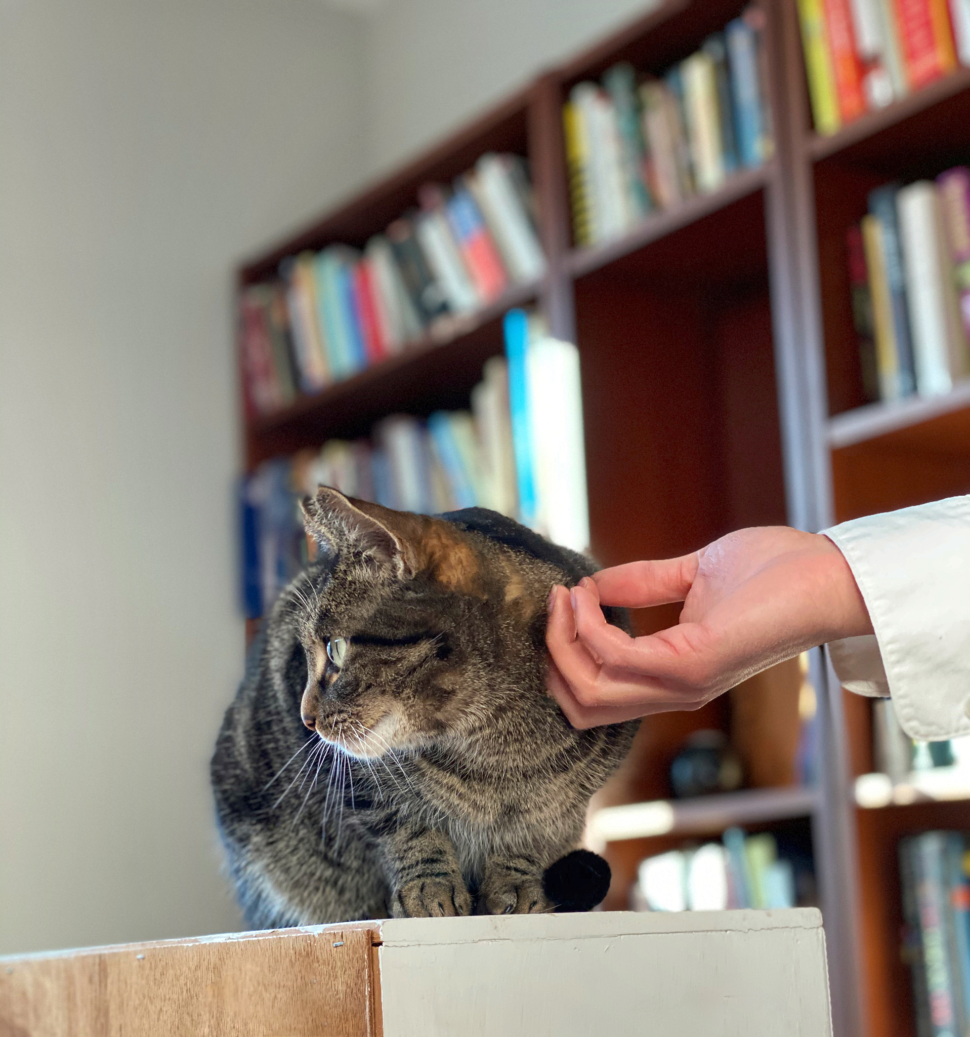 可爱小猫的故事：成长与陪伴的温暖旅程