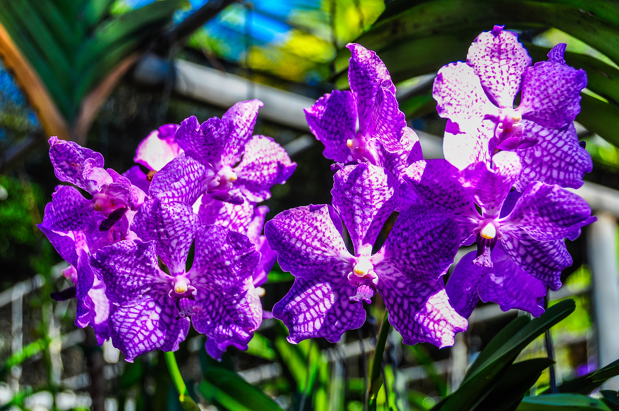 blooming orchids in a botanical garden in chiang mai, thailand