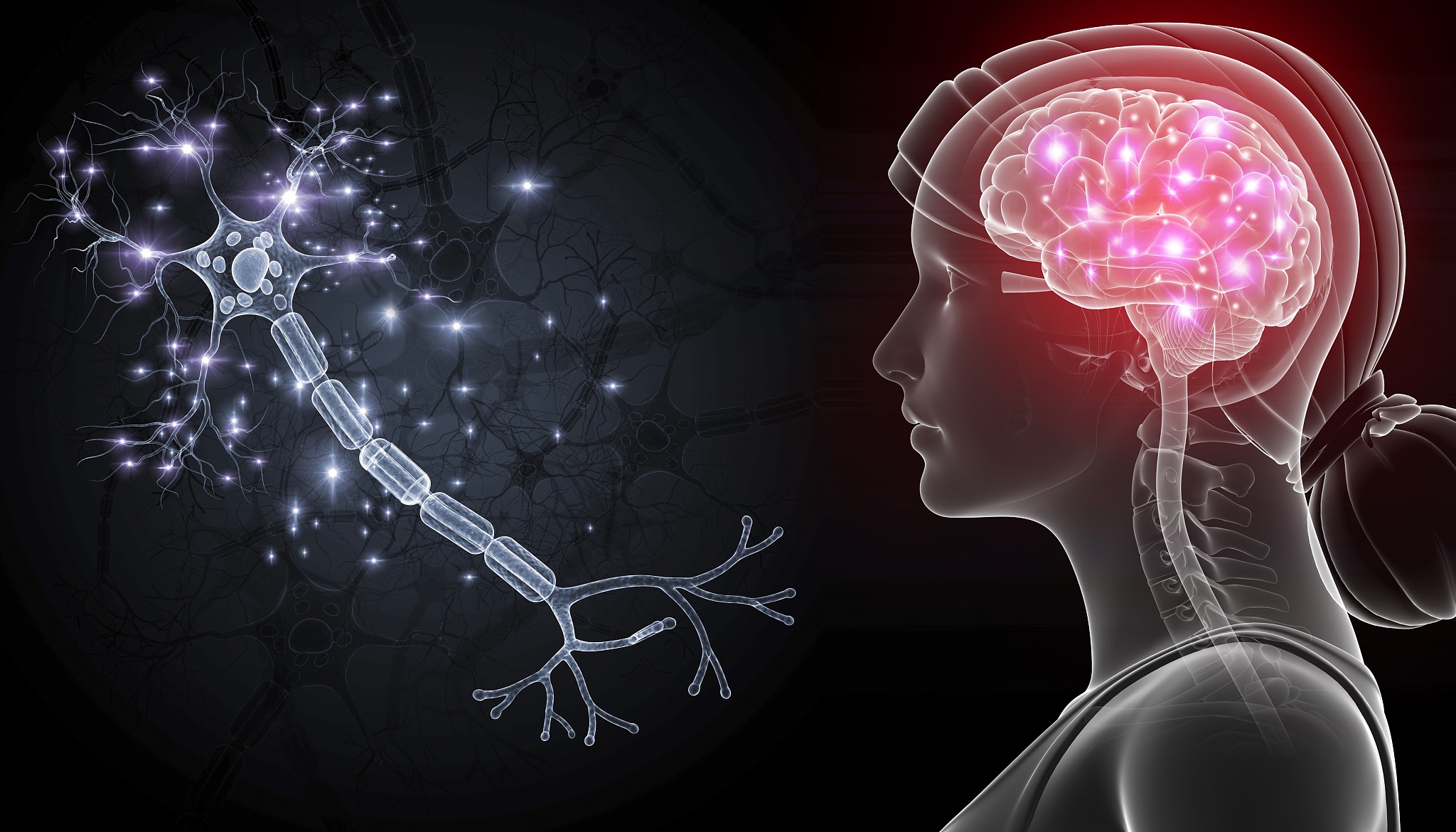 请问人类的工作原理是什么