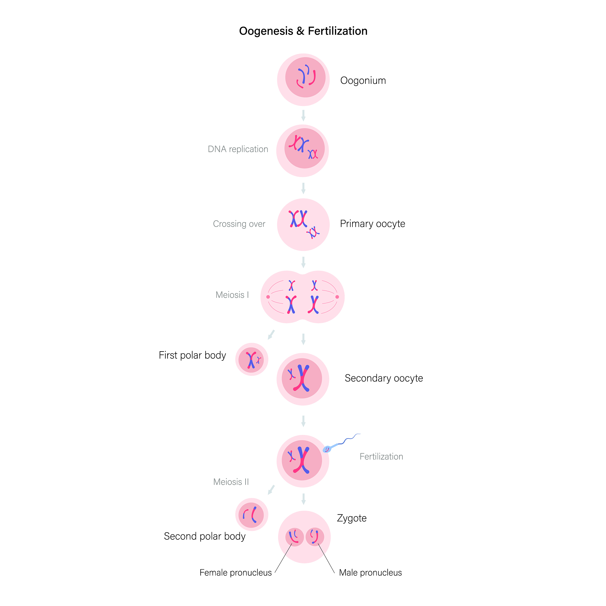 根据摆动假说当 tRNA 反密码子第 1 位碱基是 I 时能够识别哪几种密码子 1A 2 C 3G 4 T 5U 多选题 说明理由