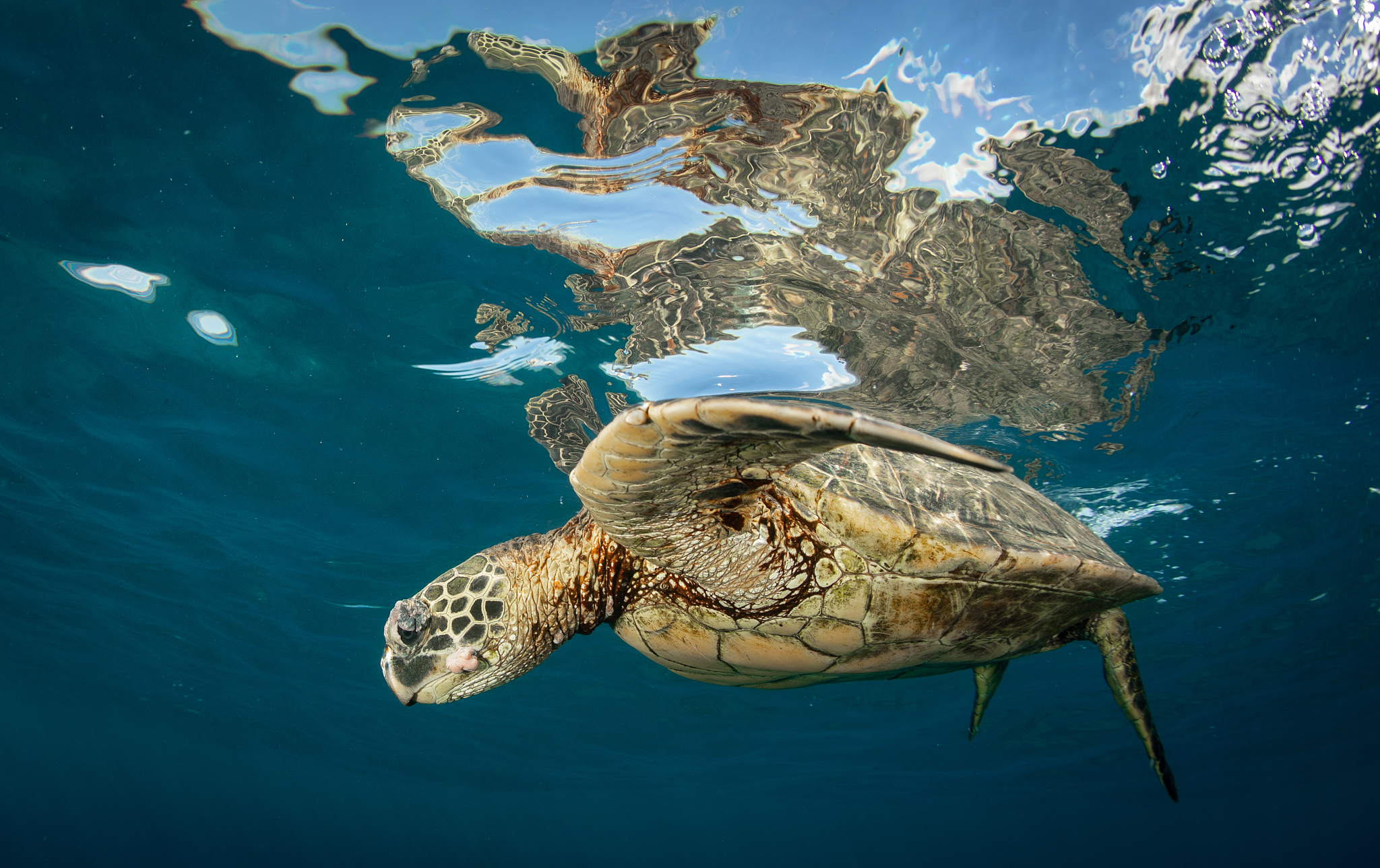 500字的生物论文