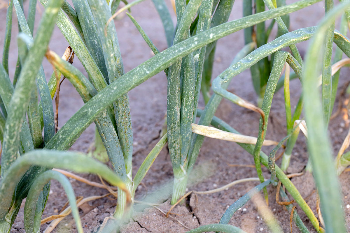 甘肃小麦叶锈病发生趋势及影响