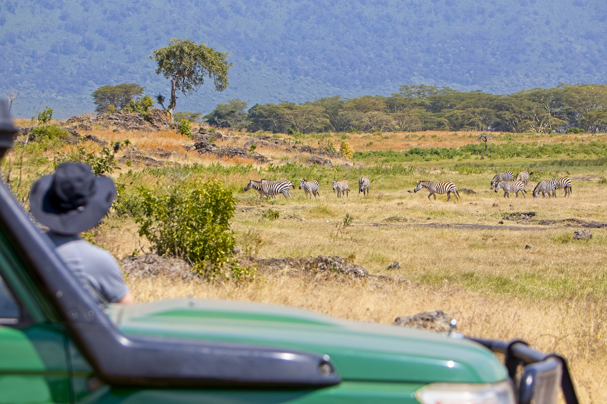 tourist watching zebra herd, ngorongoro crater, tanzania