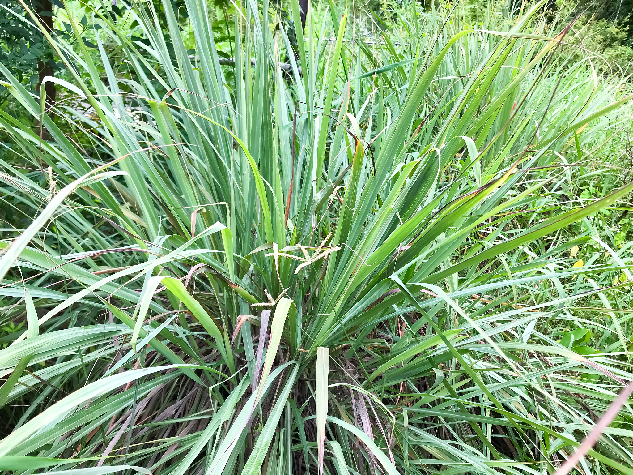 lemongrass or lapine or west indian were planted on the ground. 