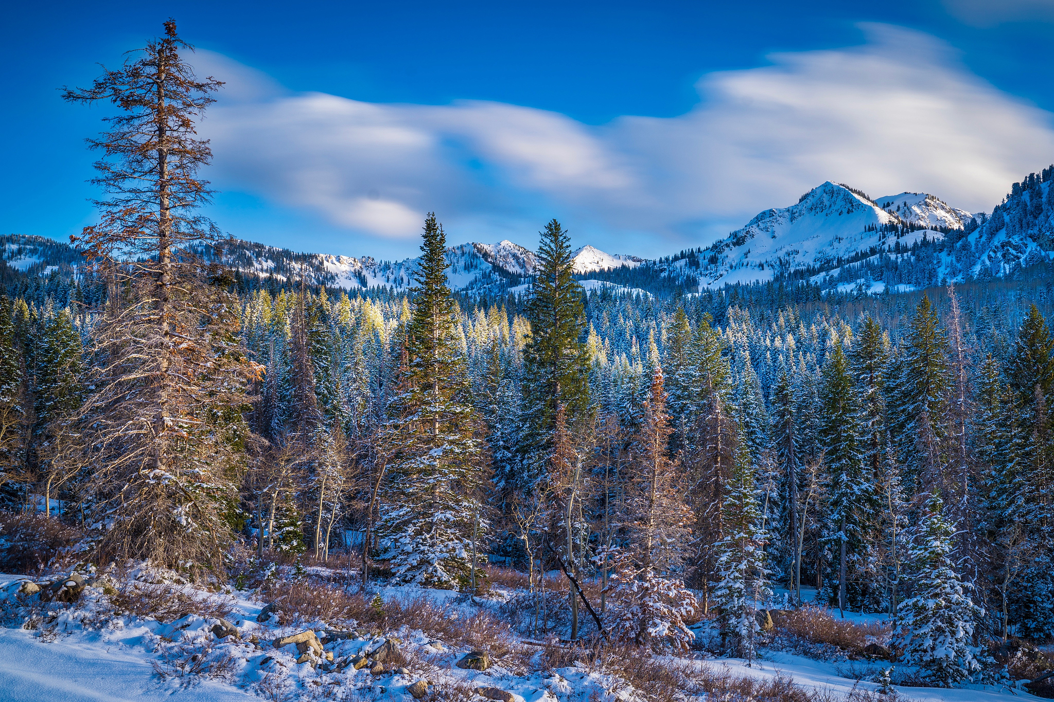 请用100字描述一下雪山白云笼罩蓝天干净。白桦林高处耸立的景象