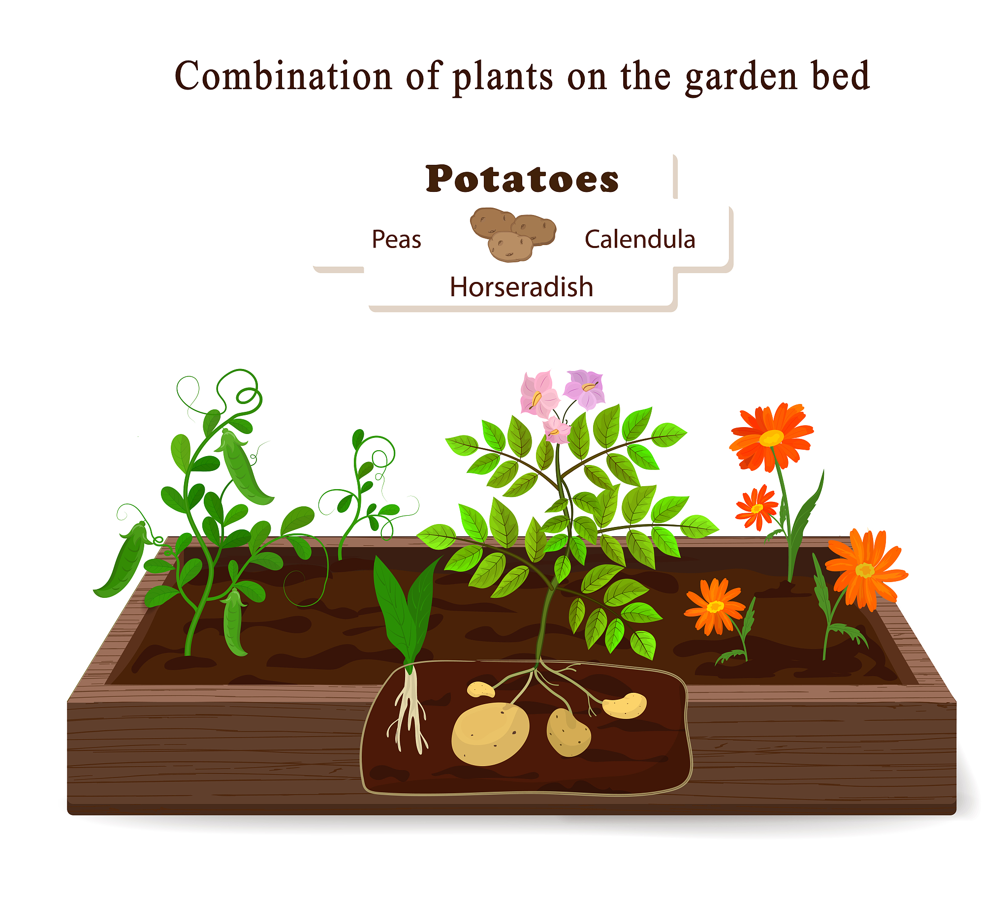 How to Help Your Plants Bloom: Expert Tips for Successful Gardening