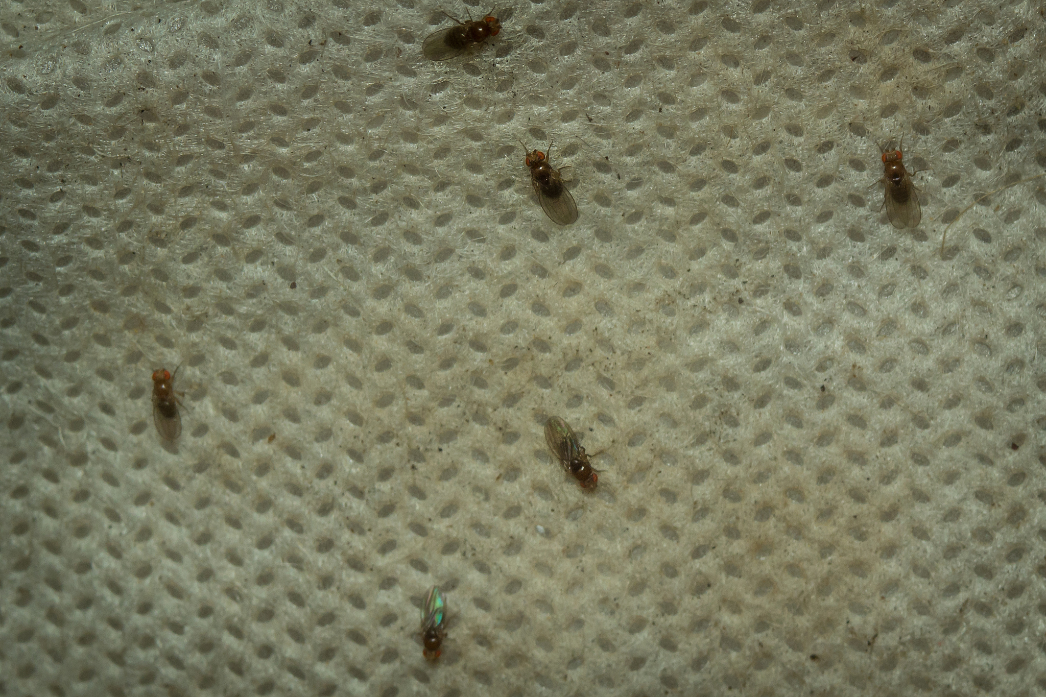 fly fruit fly insect