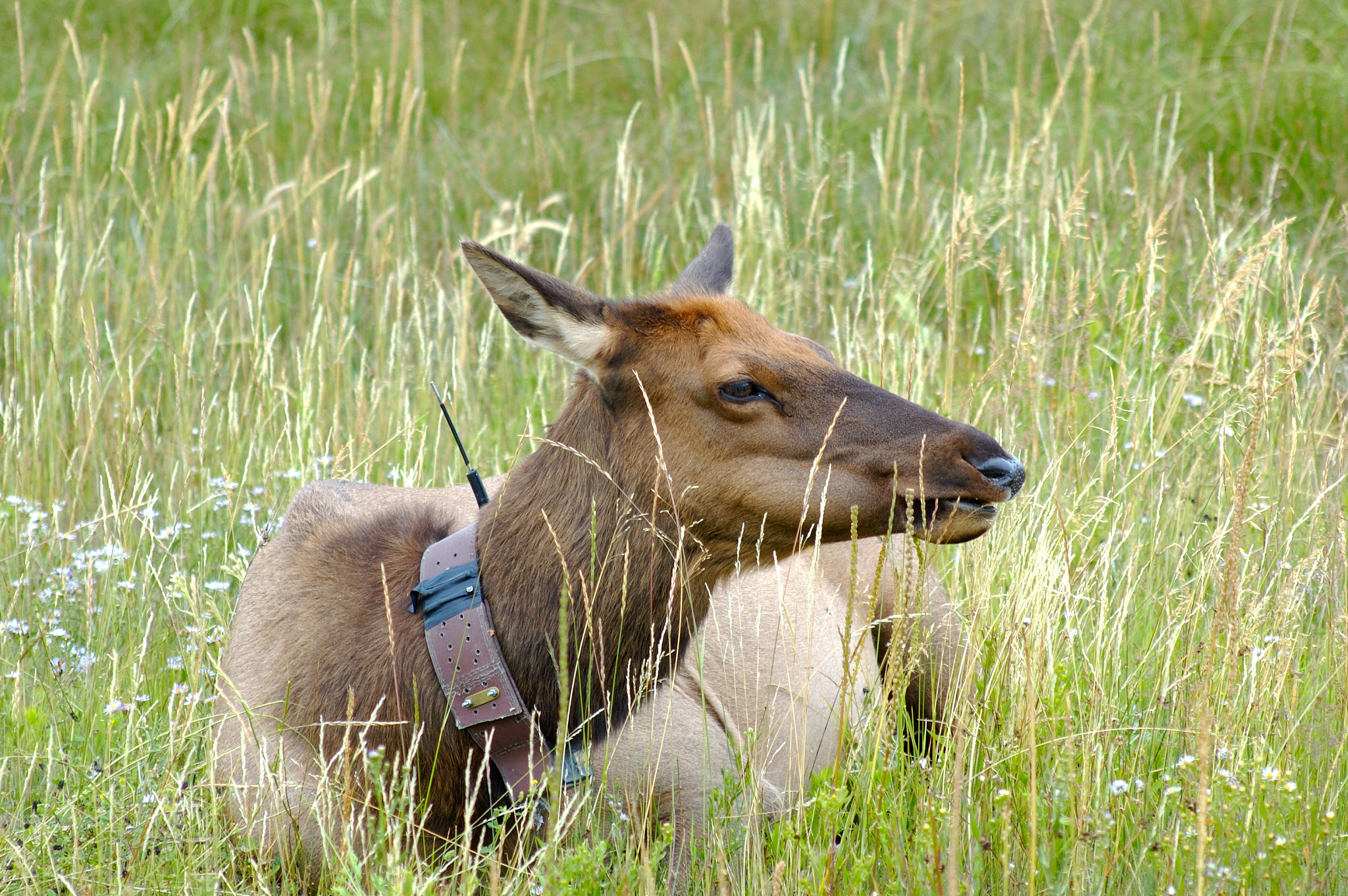 植物生态学：研究自然界中植物的奥秘