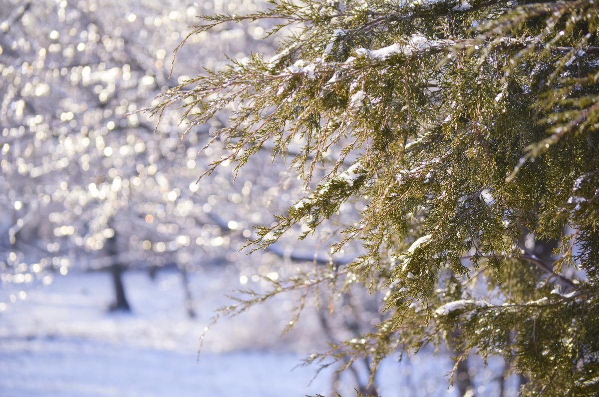 关于春天杨絮的文案