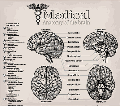 尾状核头部翻译：Caput Nuclei Caudati