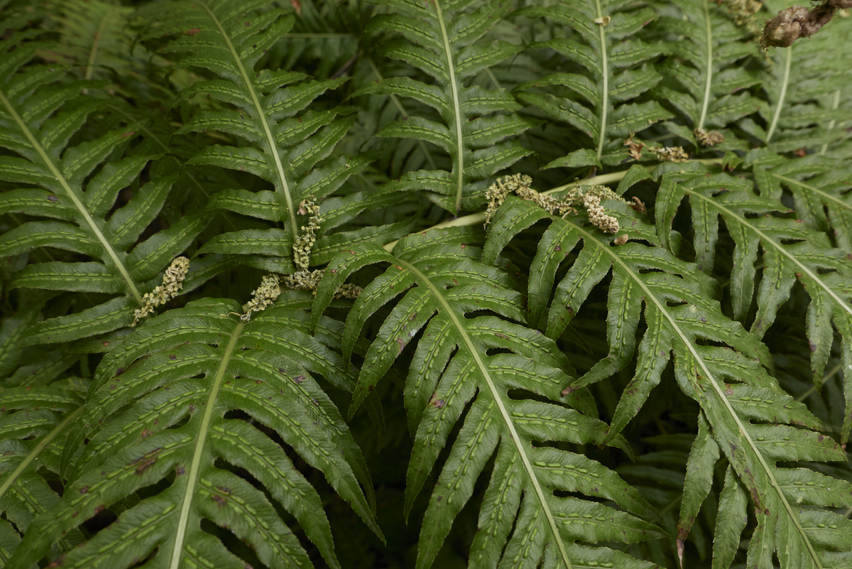 中国植物种类丰富：超过3万种，涵盖种子植物、蕨类植物、苔藓植物等