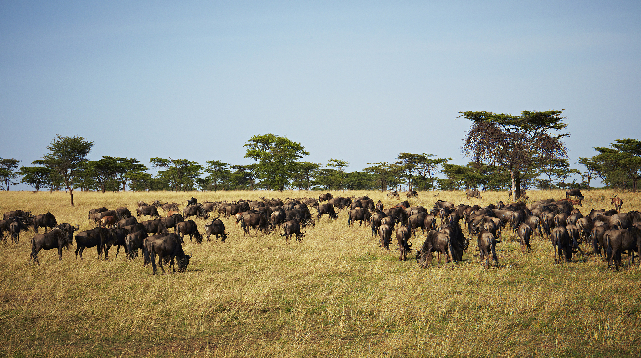 small herd of wildebeest grazing on grass with hartebeest in bac