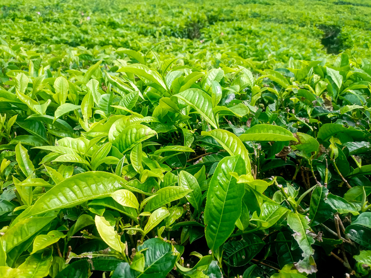 贵州哪些学校有茶叶生产与加工专业？