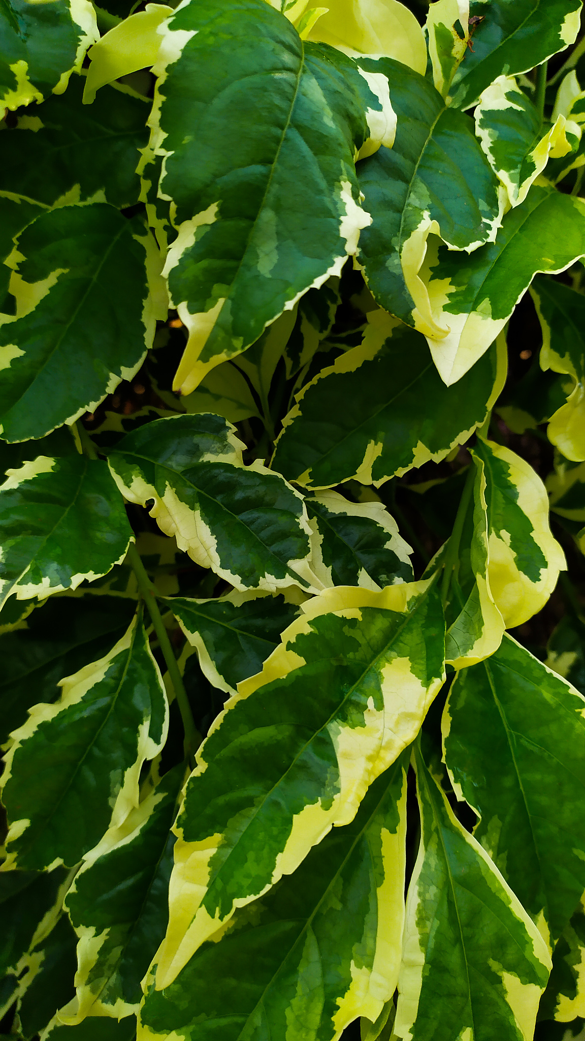 green leaves