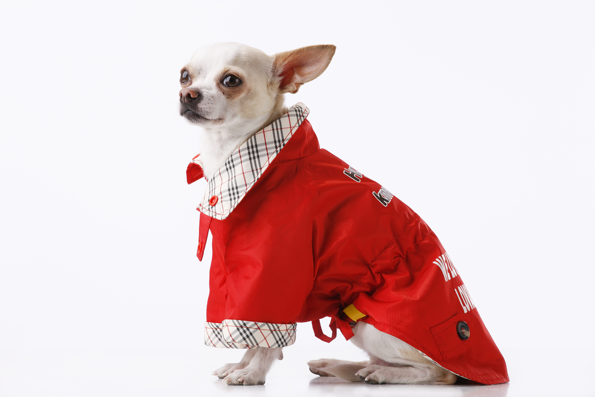 宠物服装：呵护爱宠，穿出个性与舒适