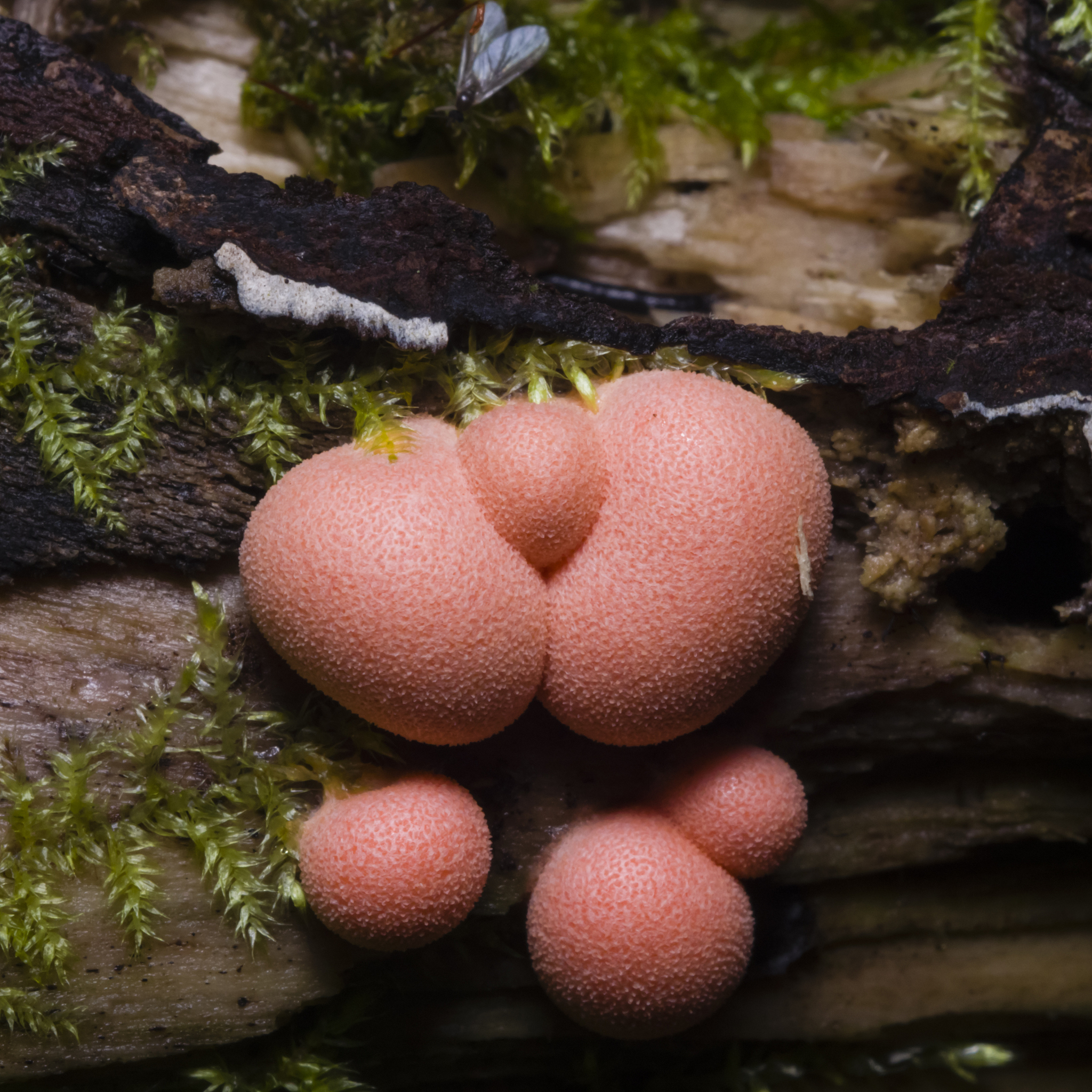 wolfs milk, lycogala epidendrum, slime mould macro, selective fo