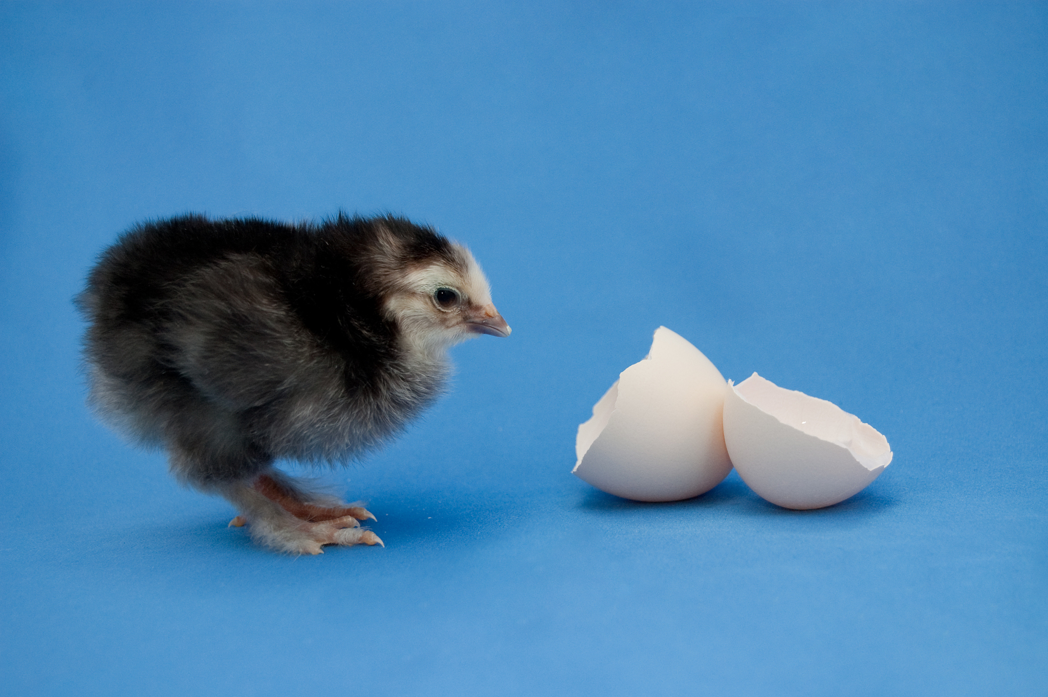 先有鸡还是先有蛋？揭秘鸡和蛋的演化之谜