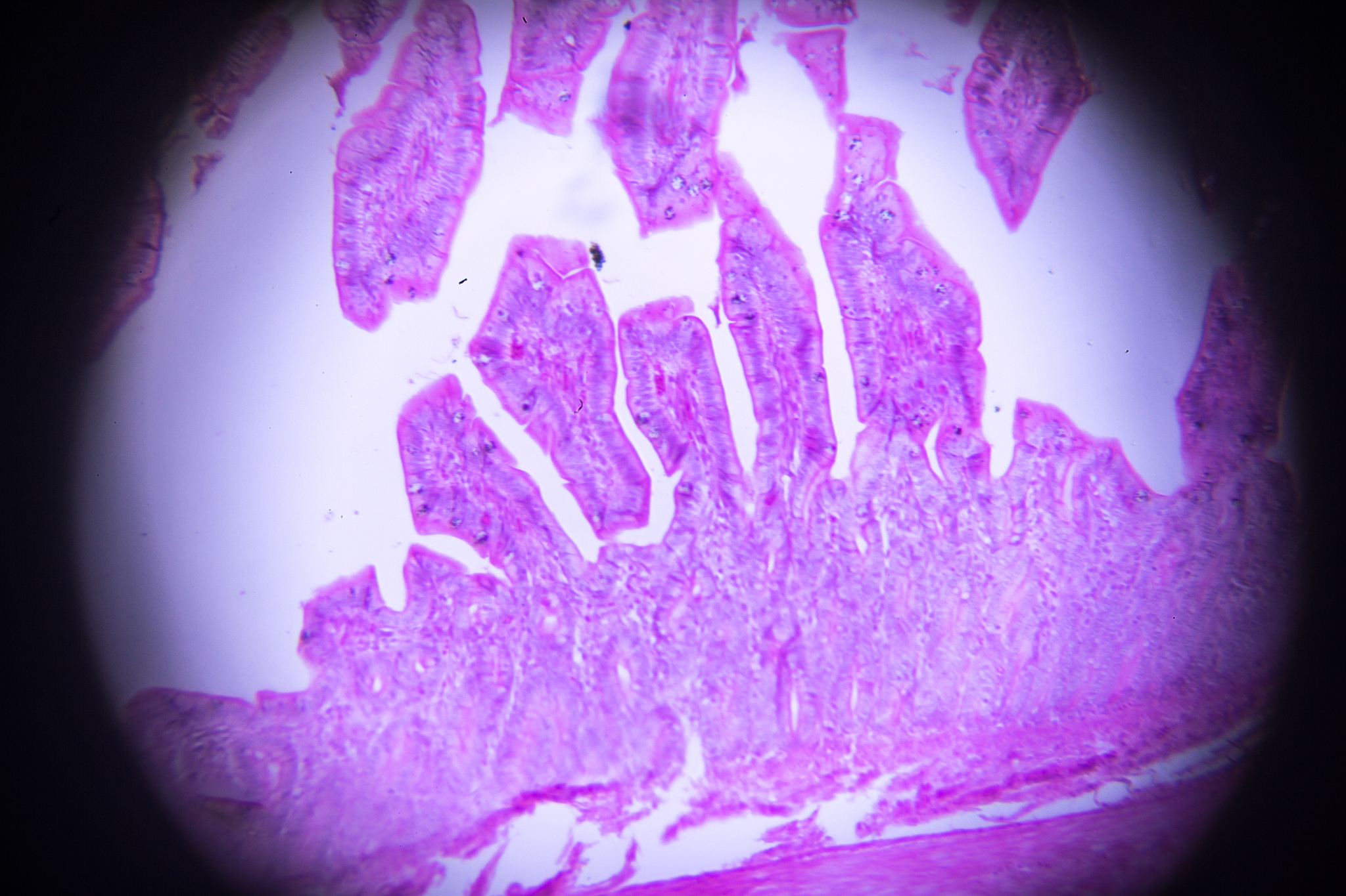 2021年重庆卫校口腔专业要学什么