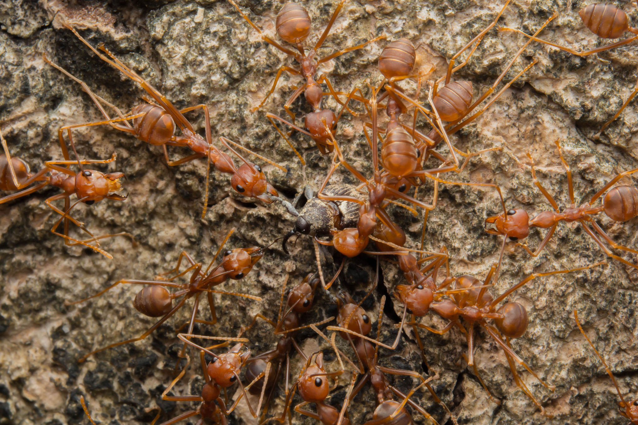 汽车停路边为什么总是招蚂蚁？原因和解决方法