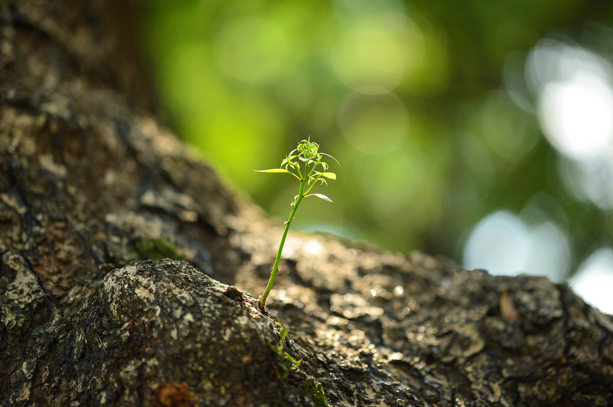 坚强核心：培养内心强大，自信面对挑战