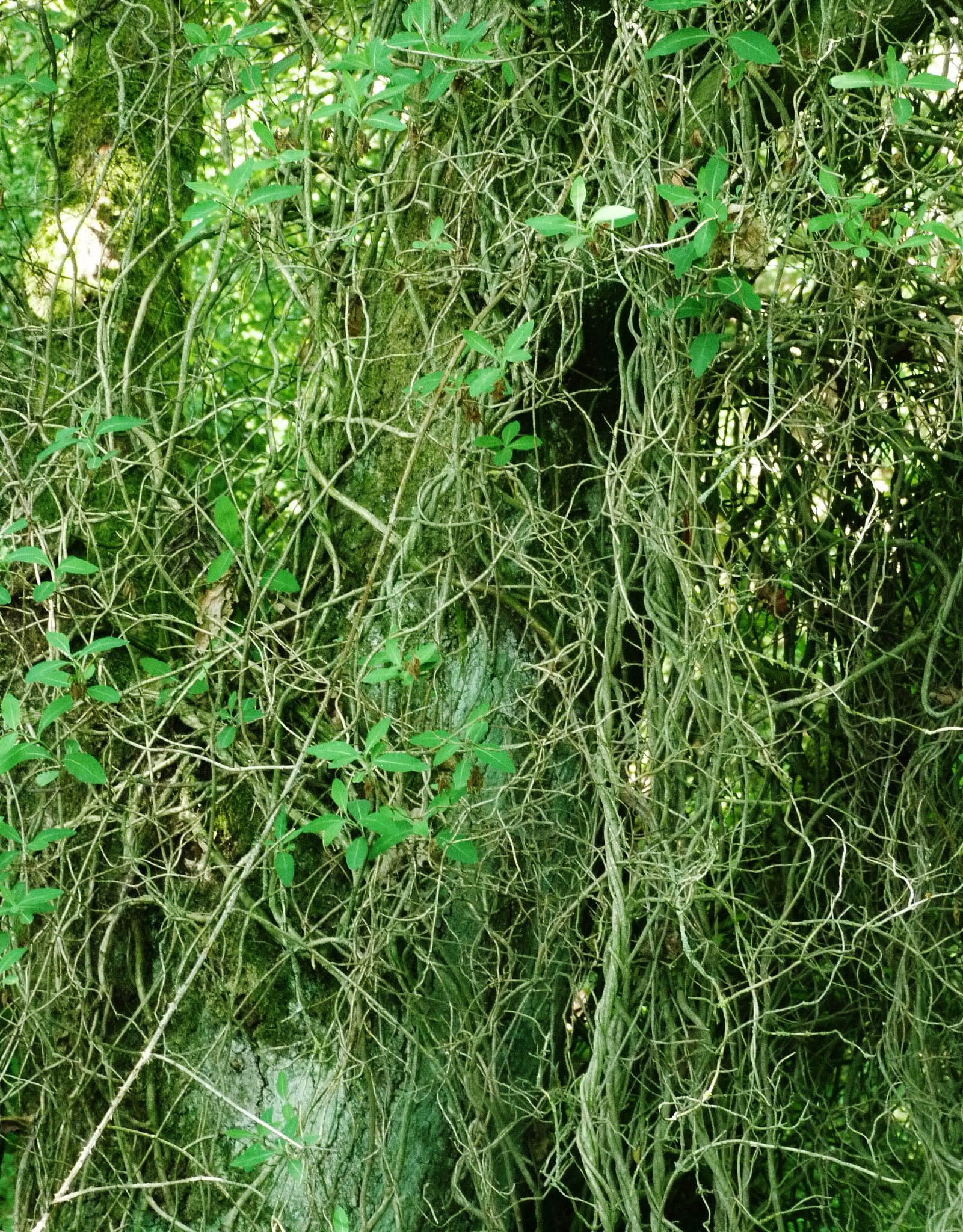 酒泉职业技术学院园艺技术专业到底行不行设有哪些课程