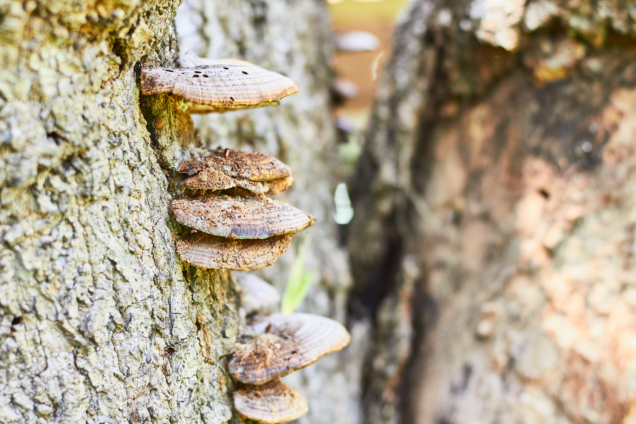 Fungal Diversity 期刊: 真菌学研究的领先平台