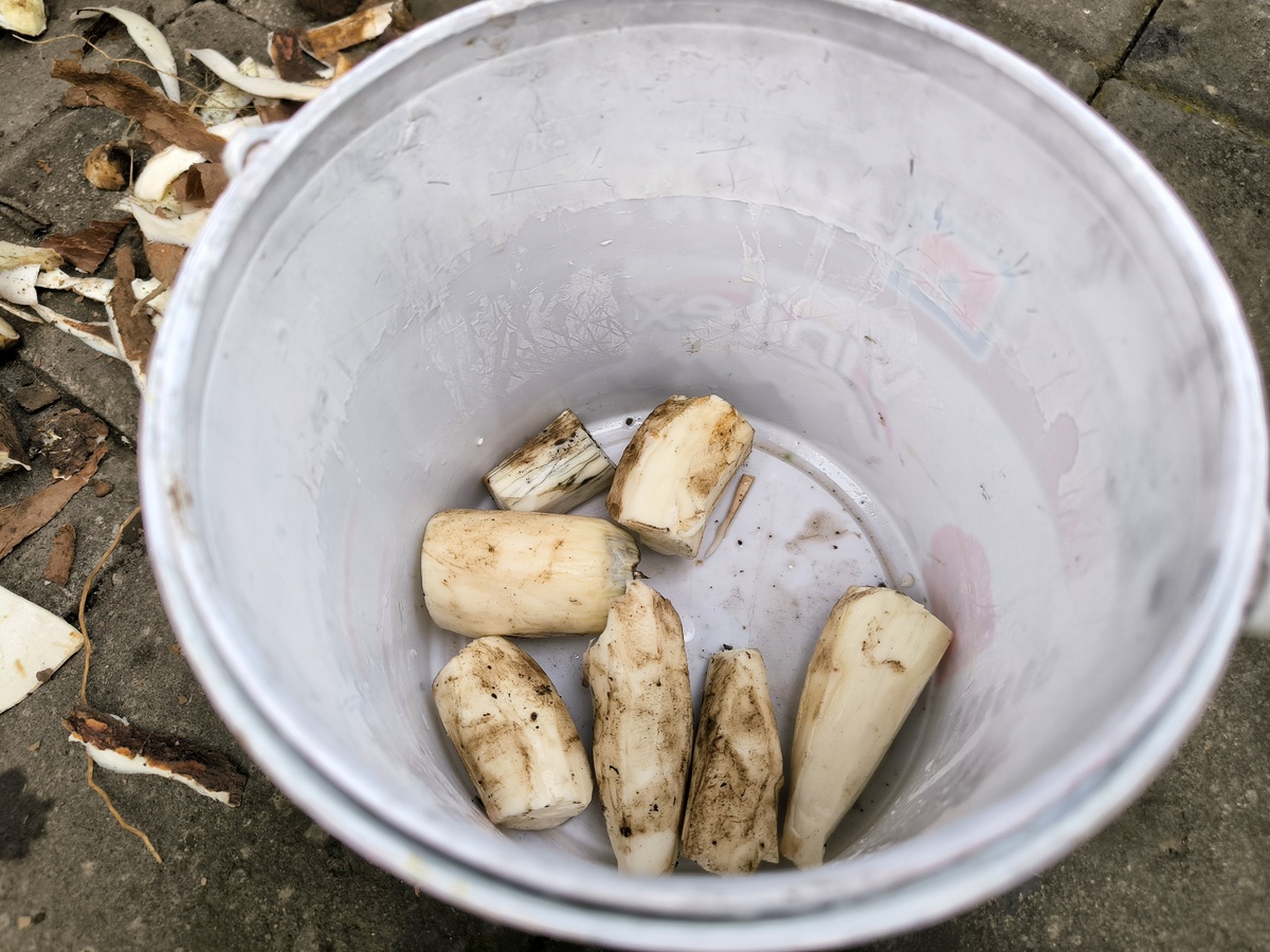 芋头长出白色须能吃吗？营养美味，不用担心！