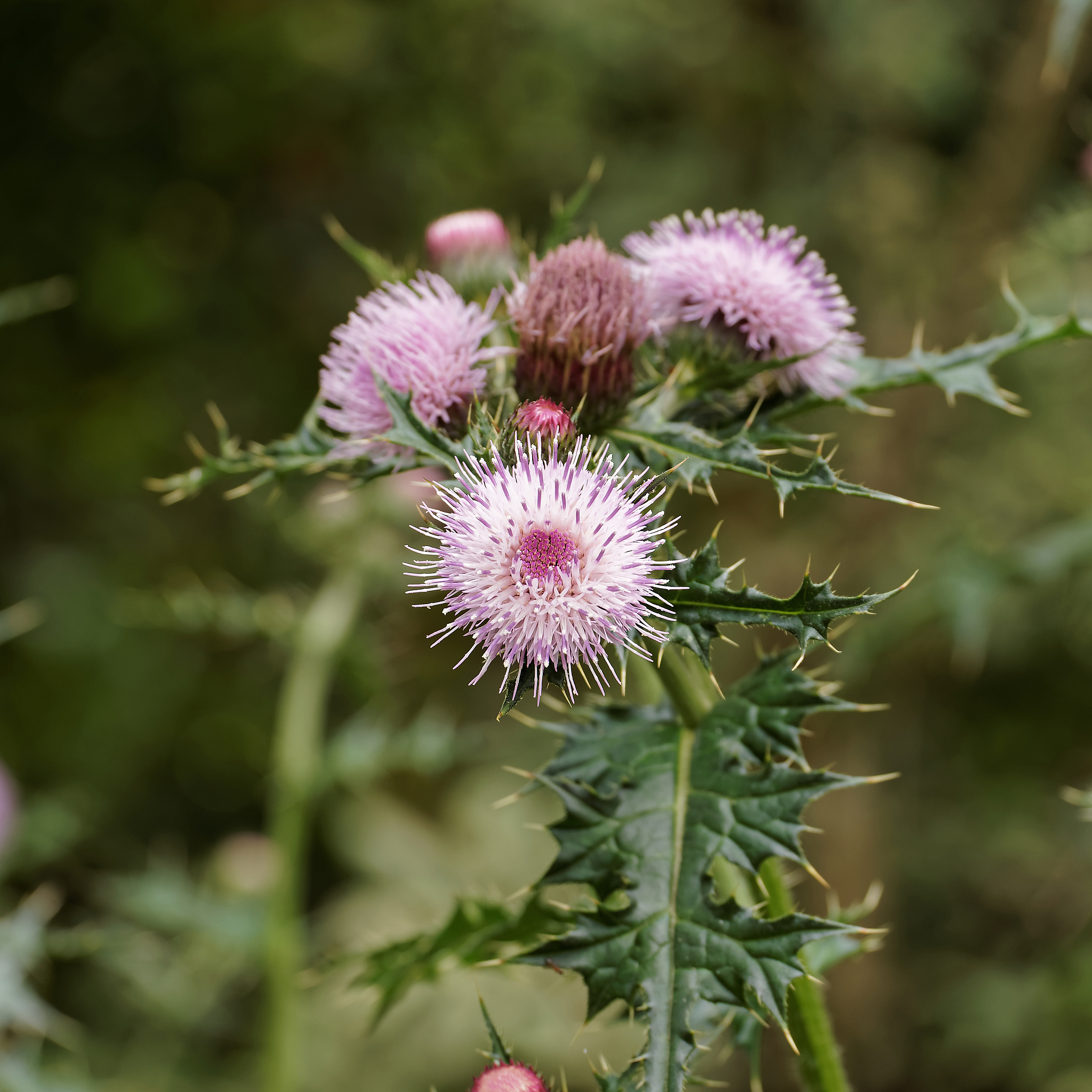 从施工期和运营期比较省道不同的选线方案对生态系统、生物多样性、生态环境、生态景观的影响范围、强度和持续时间推荐选择对生态环境影响小的方案或局部线路。