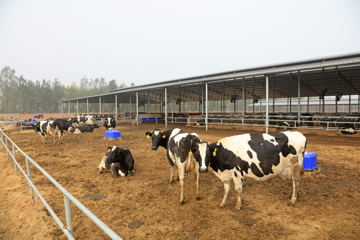 延安市育肥牛养殖面临生长环境挑战：饲料、环境、疫病、技术问题