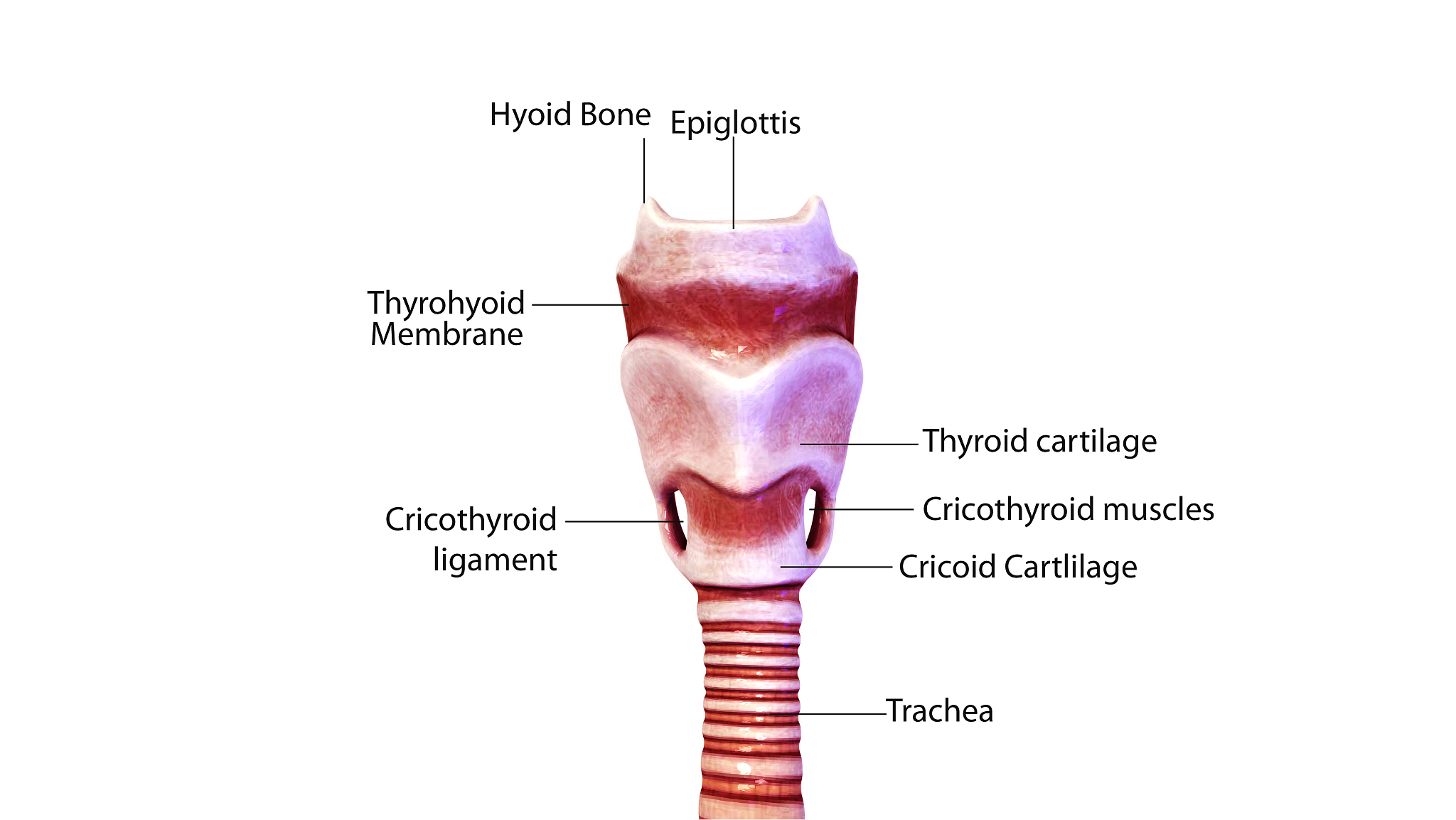 锁骨上区出现淋巴结有什么意义