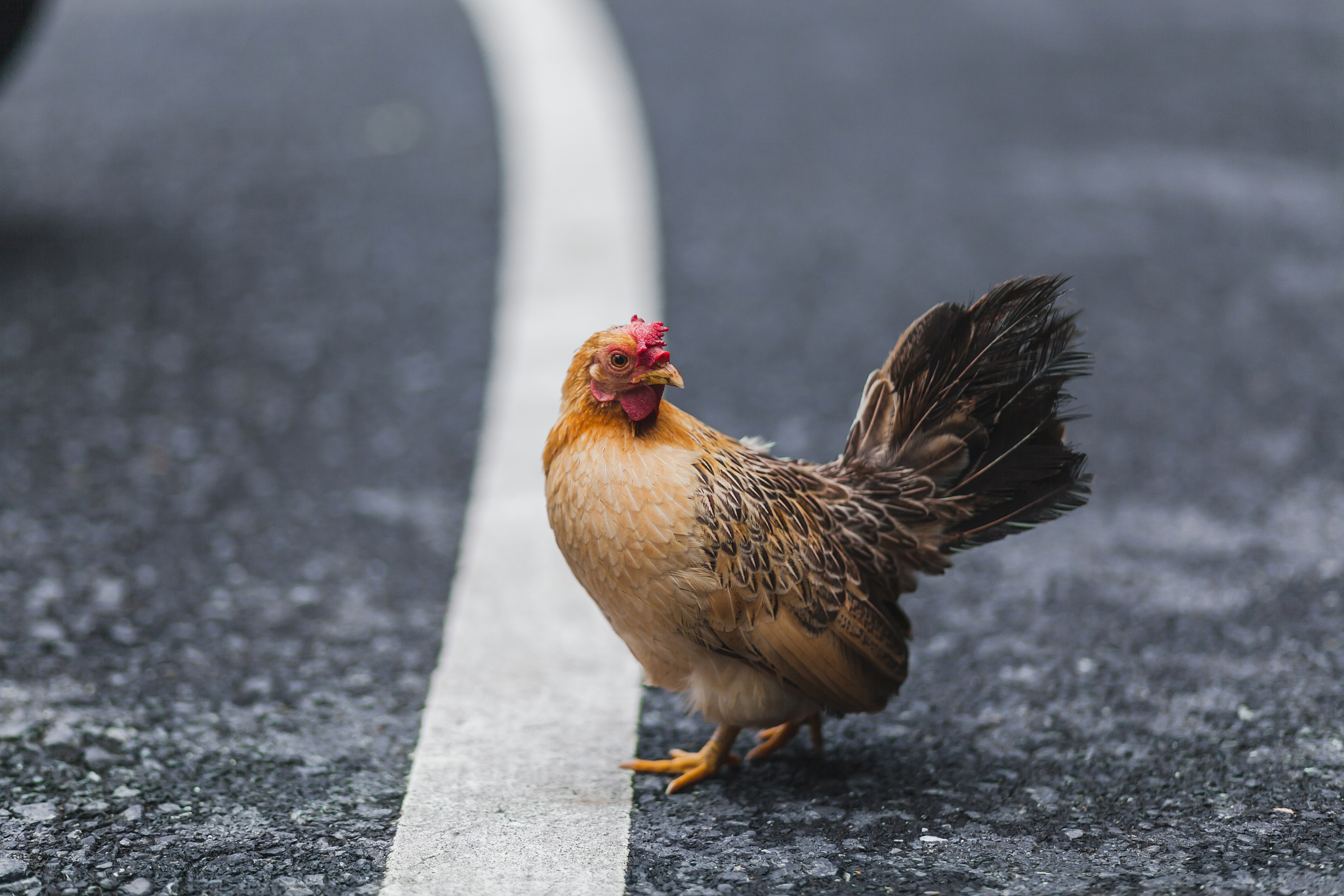 chicken
