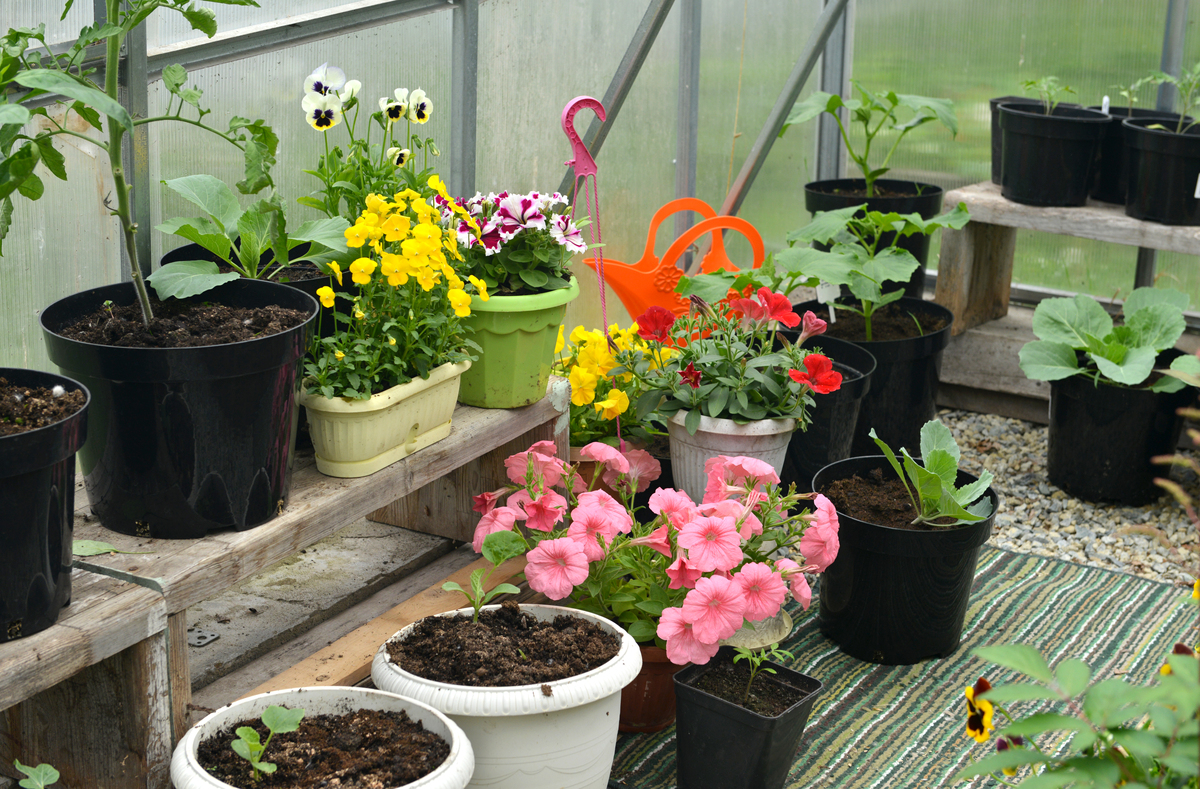 北京幼儿园屋顶露台种向日葵指南：种植方法、注意事项