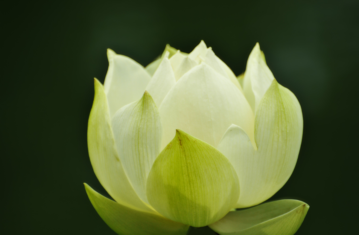 莲华：象征生命美好与无限可能的佛教圣物