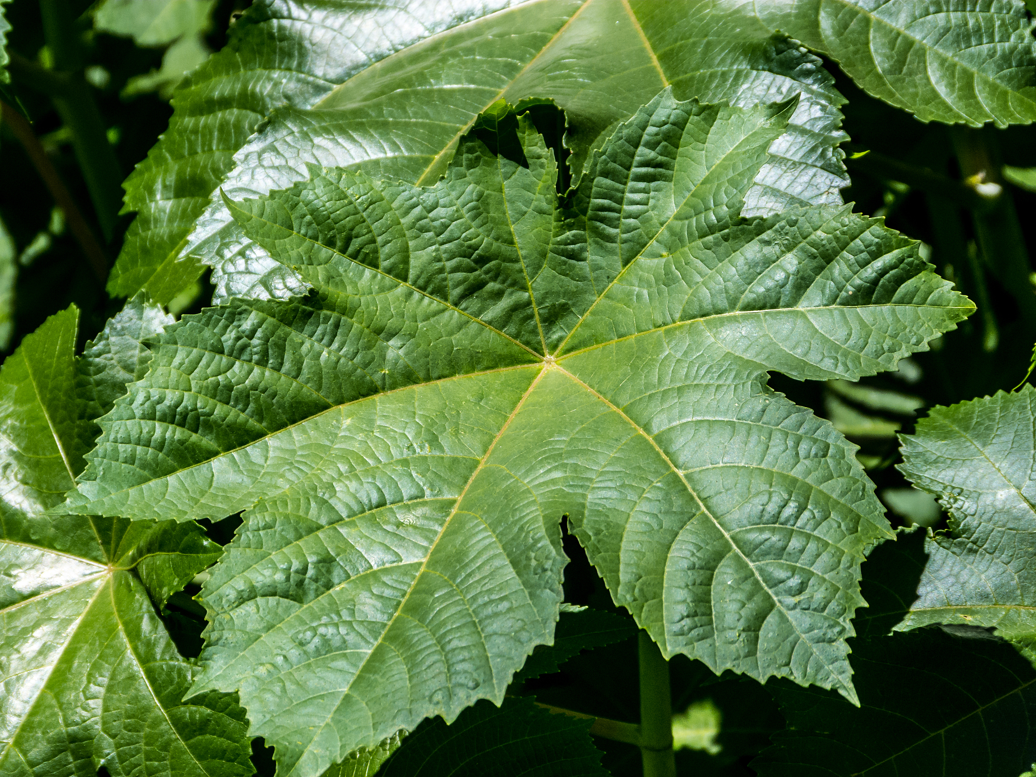 big leaf detail