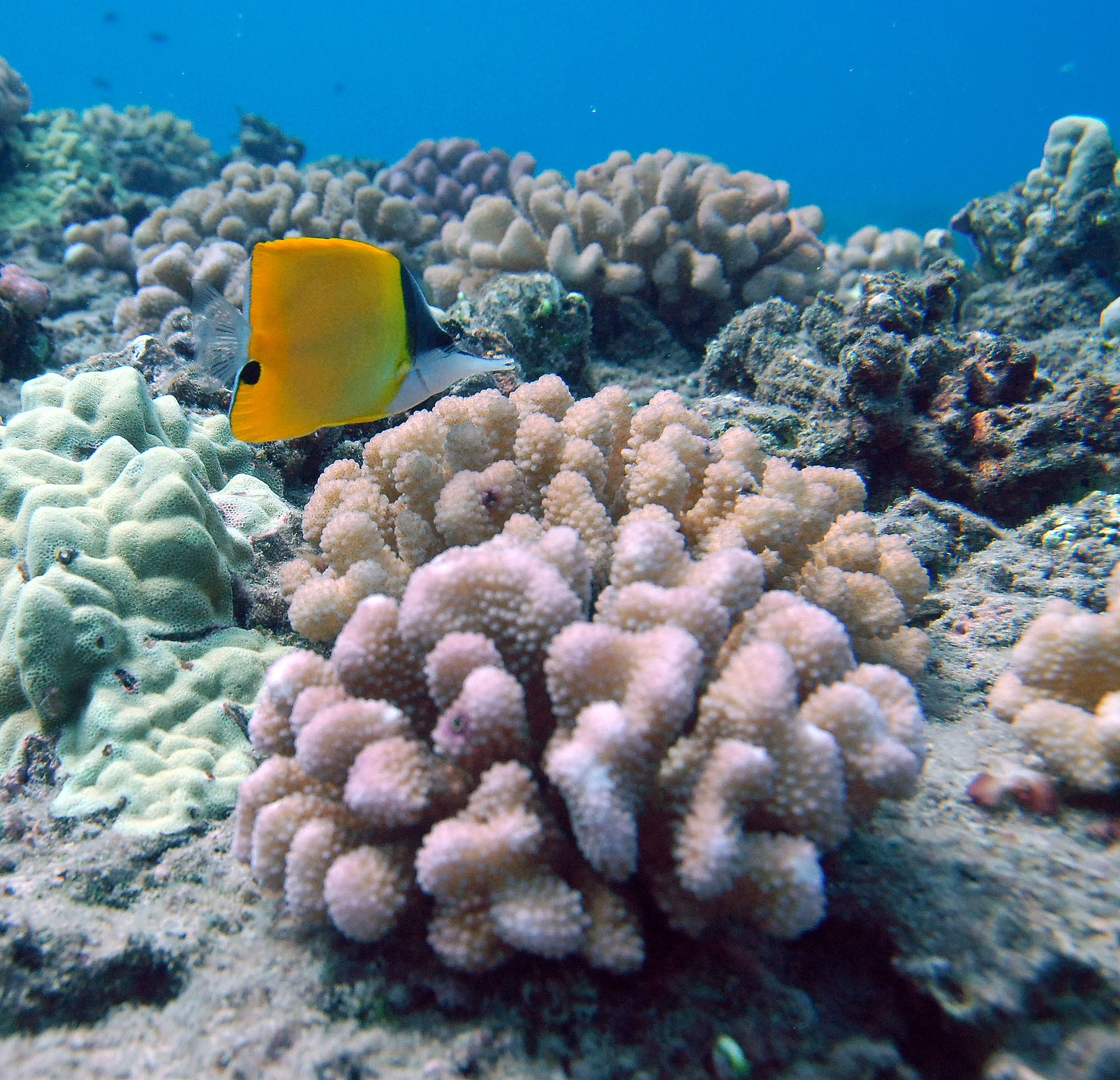 海洋的形成与结构：探索地球上最大的水体