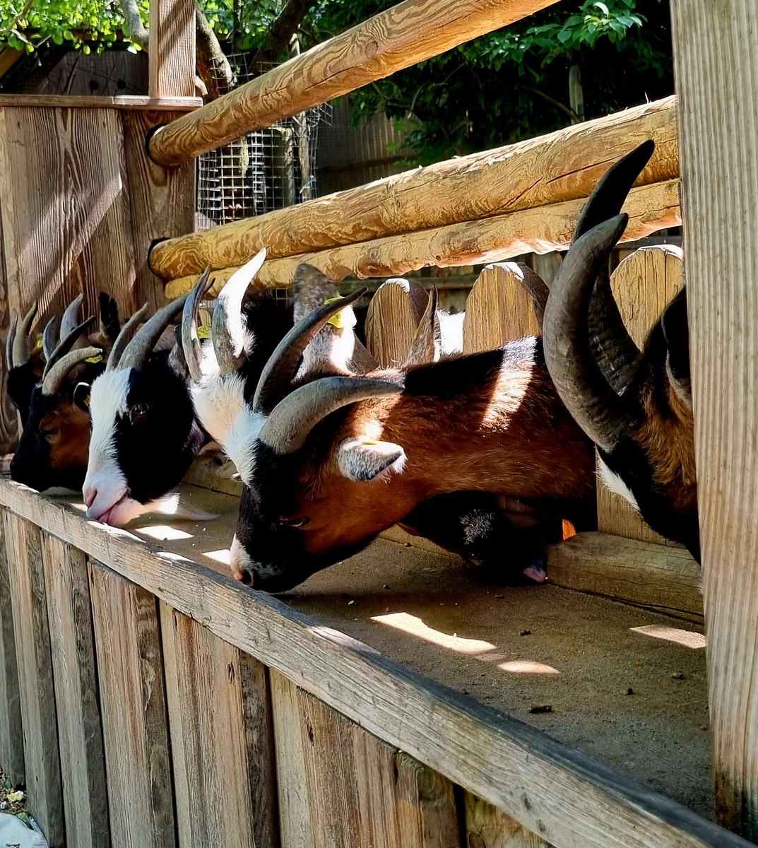 扎佐野生动物园好玩吗？ | 亲子游玩好去处，动物表演、互动体验精彩不断
