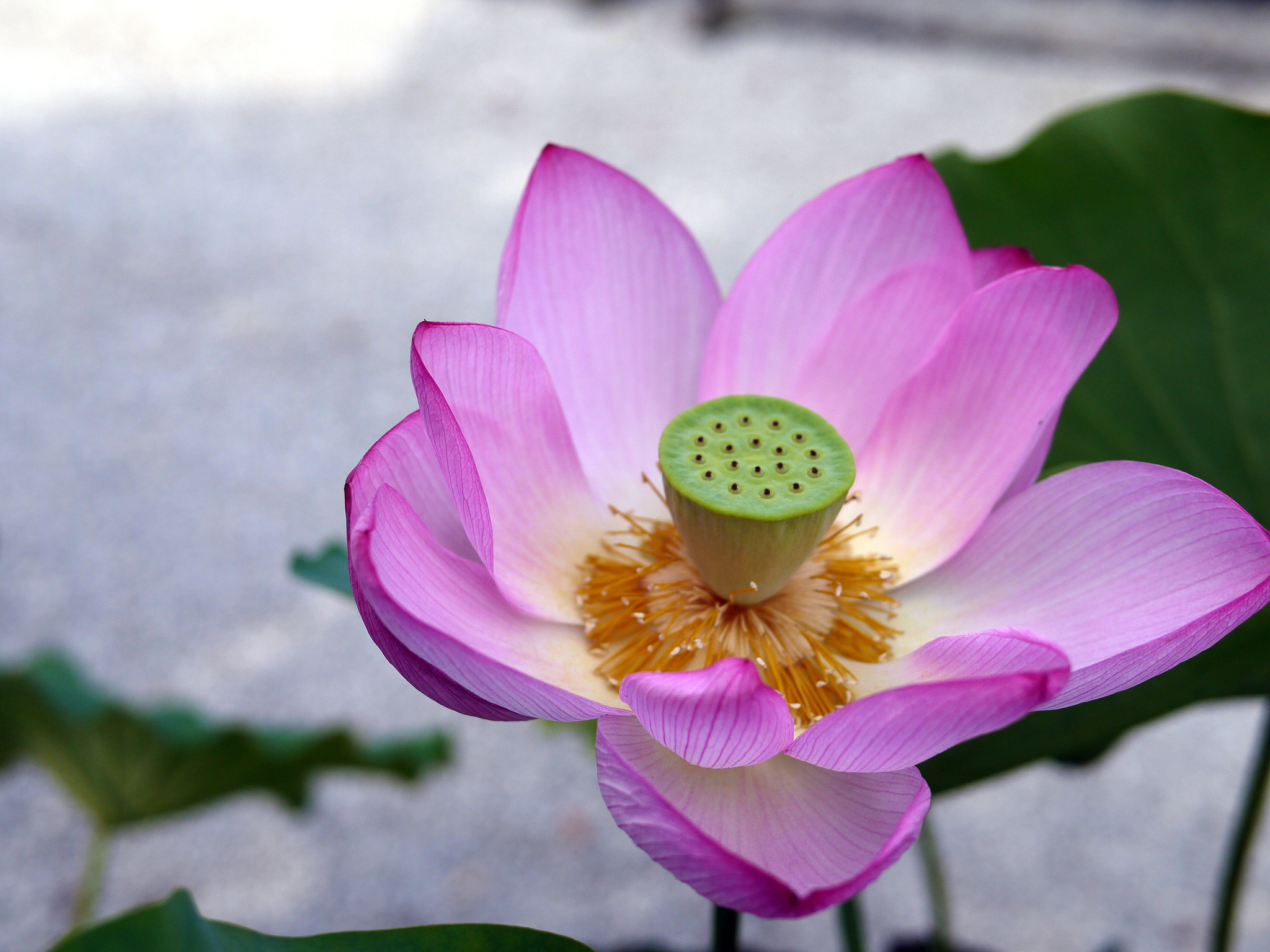 舌灿莲花是贬义词吗？详细解析