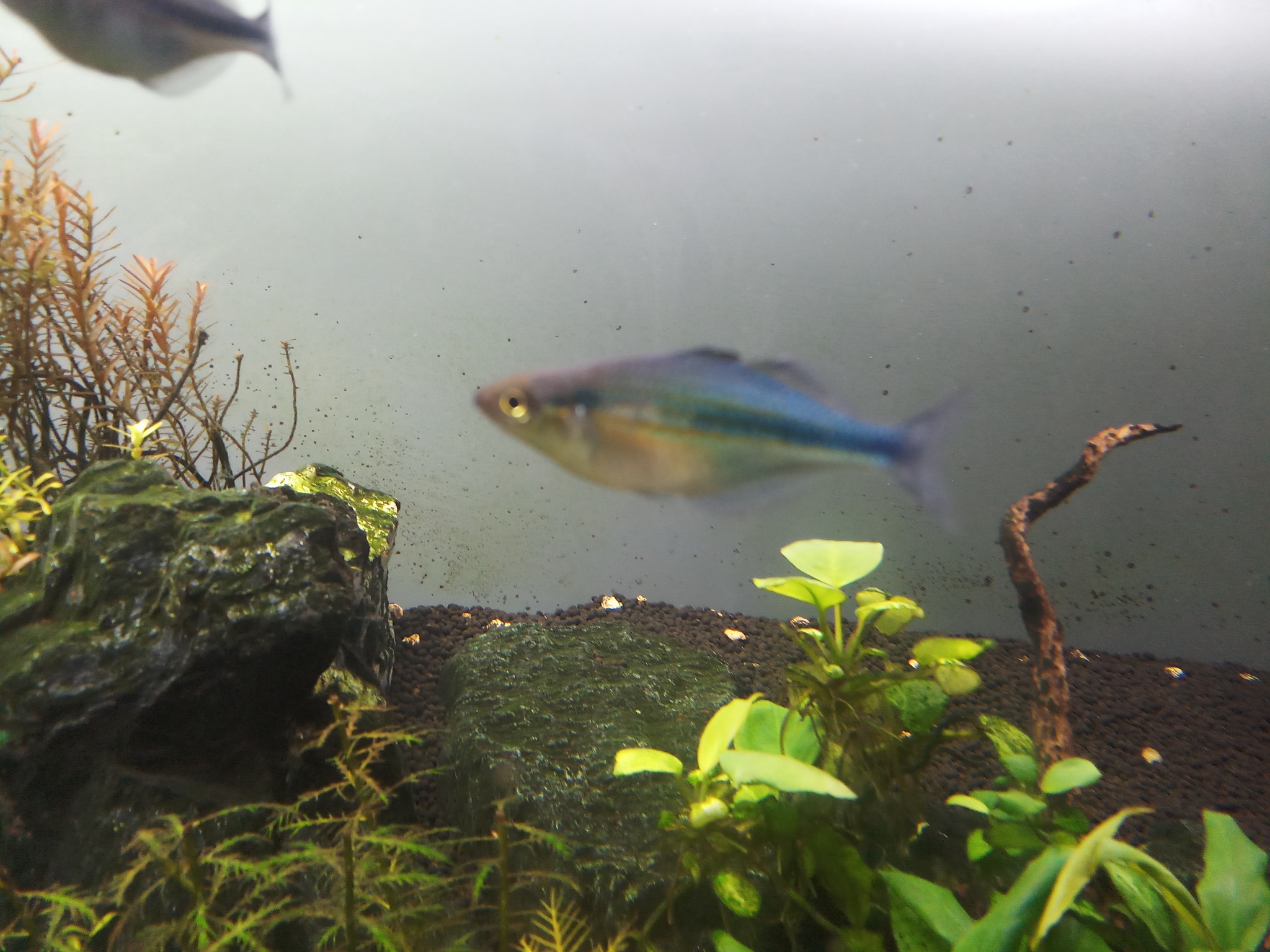 blue rainbow fish in aquarium