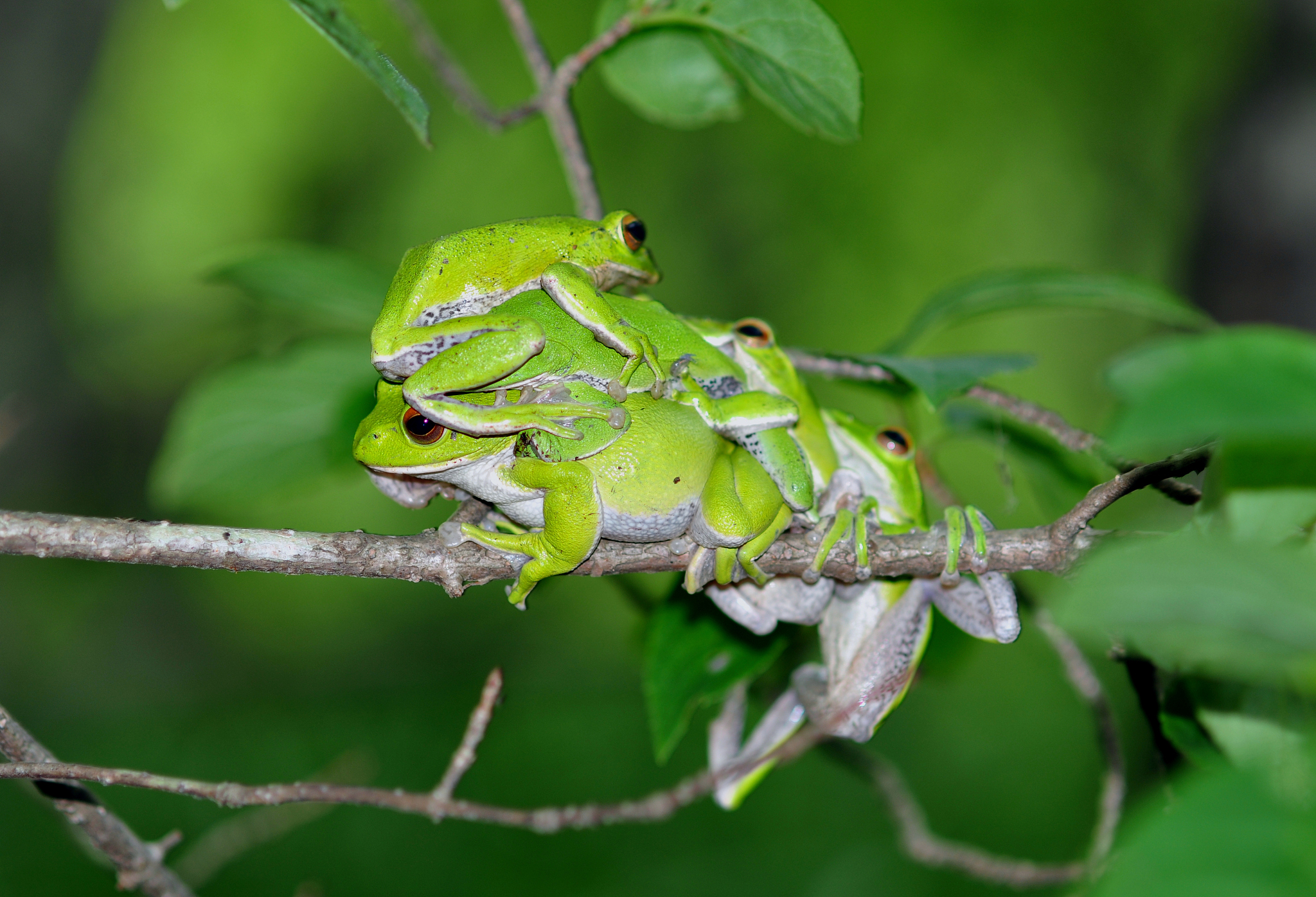 长治职业技术学院畜牧兽医专业课程设置：学习内容详解