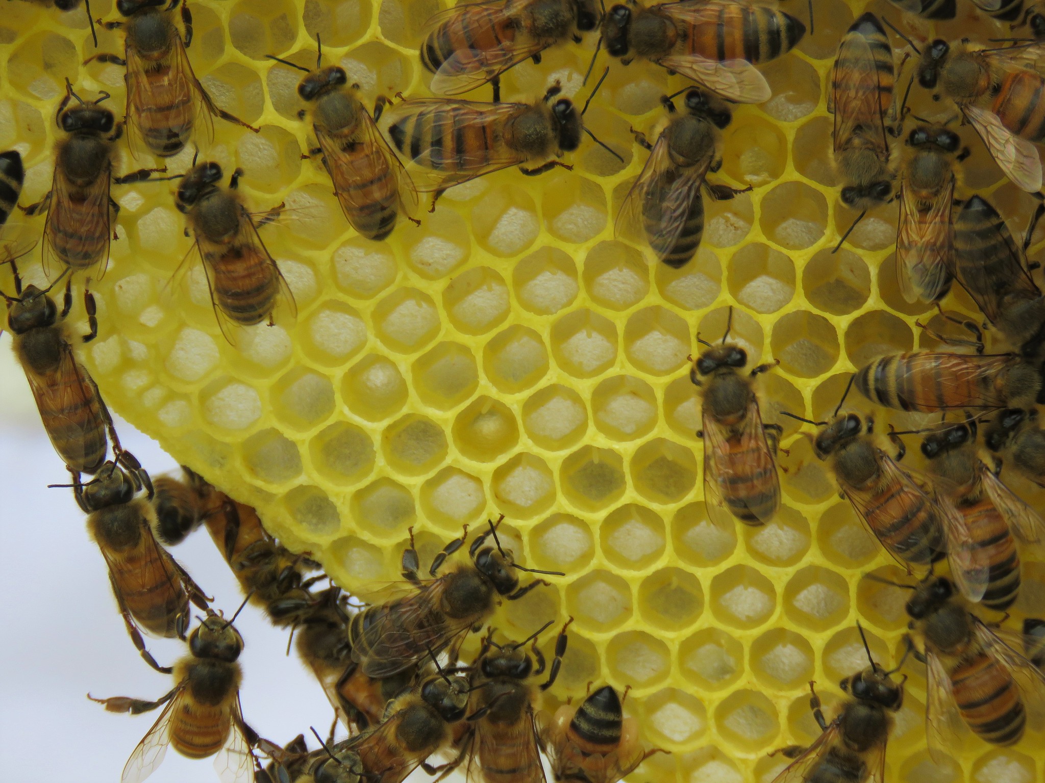 三年级课文蜜蜂是说明文吗