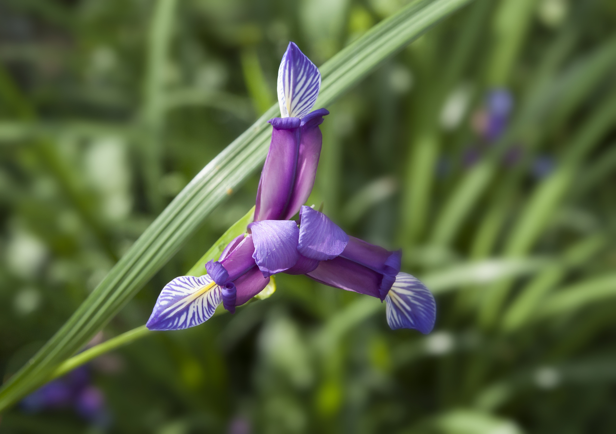 iris flower, iris graminea