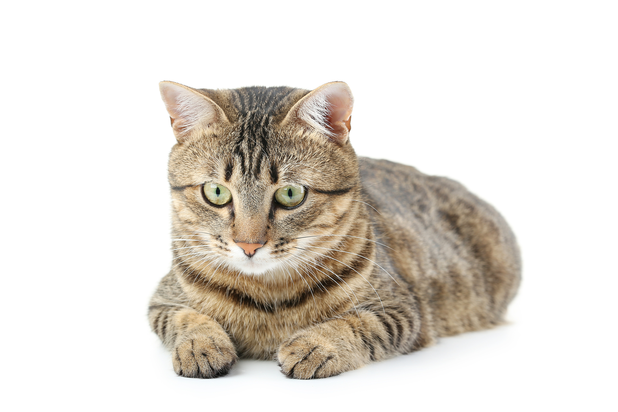 beautiful cat isolated on a white