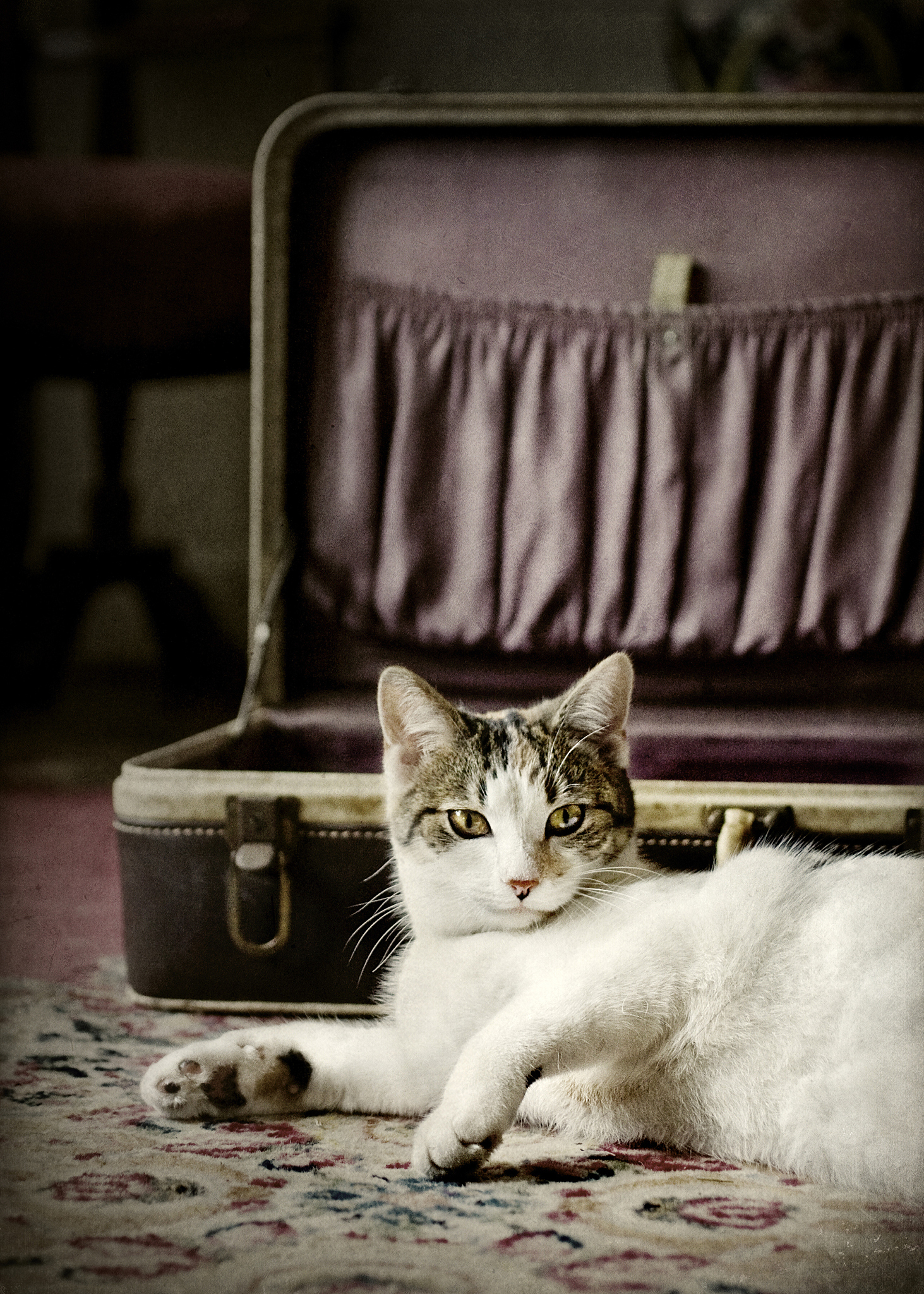 假如猫咪会说话猫咪搞笑自言自语发抖音文案