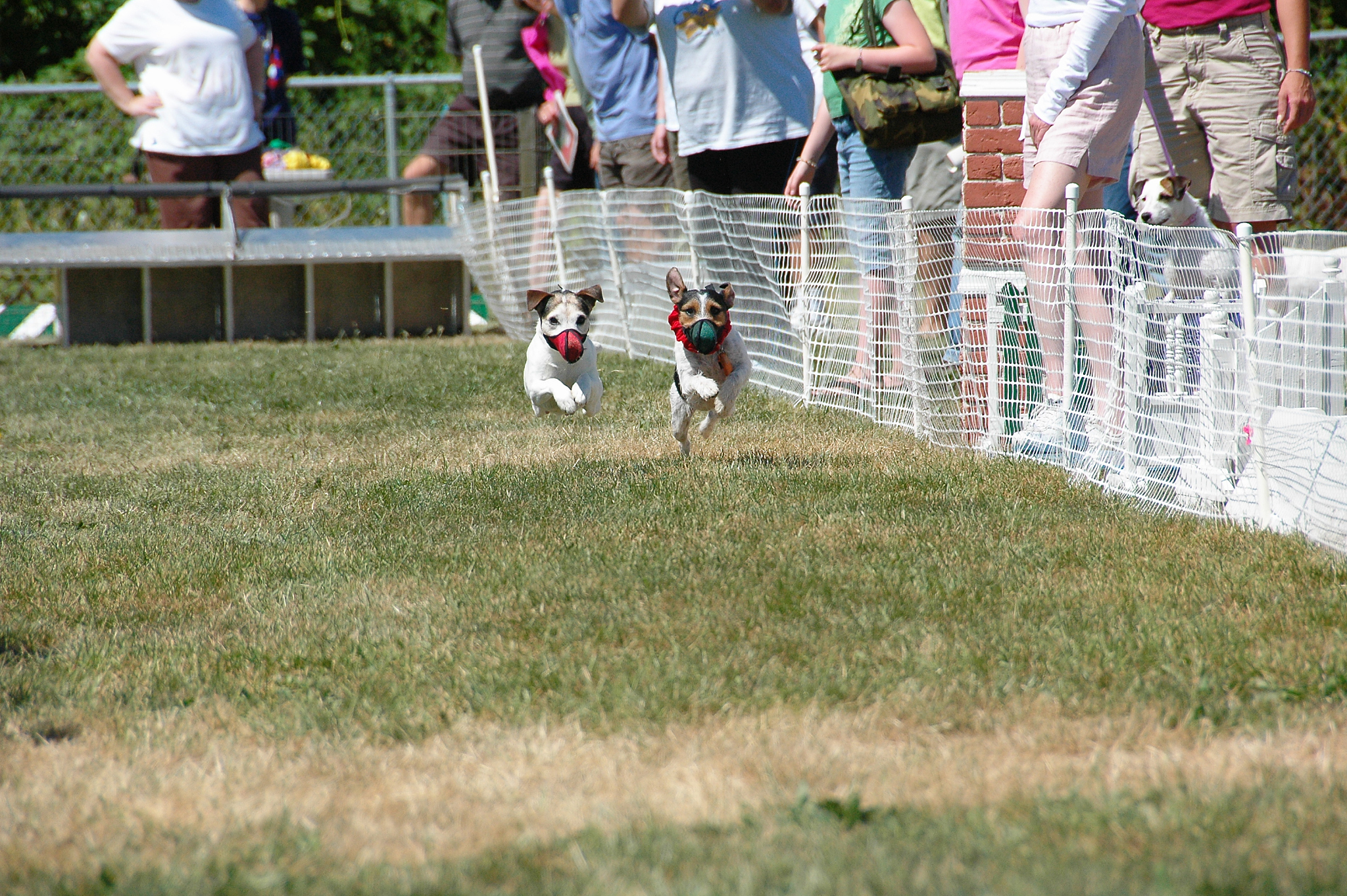 草原动物赛跑：狂野竞速模拟游戏 - 最新更新