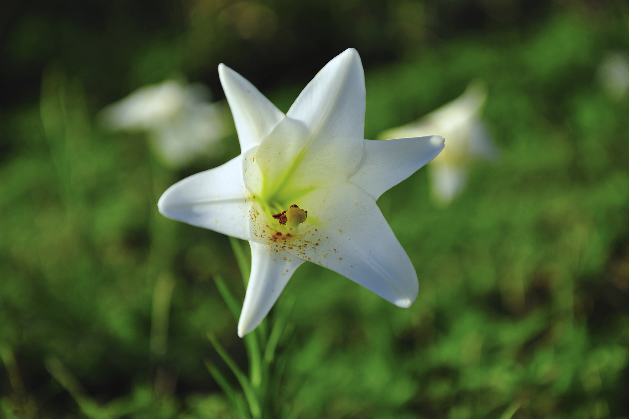 请不少于800汉字的博客文章语言要幽默风趣。主题是：百合能提高性功能吗百合的营养价值有哪些