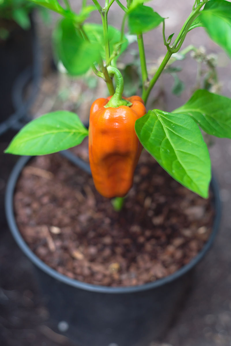 基于多视角图像的辣椒植株三维重建技术研究