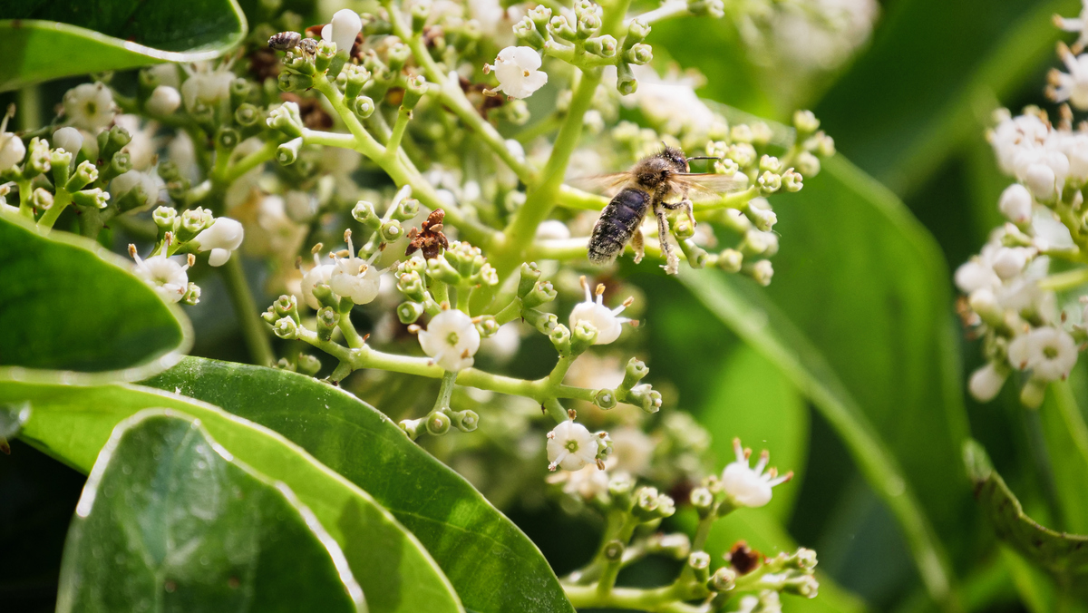 石楠花为什么这么臭？ | 咖啡香味与工作效率 | 解释 'encouraging' 的含义